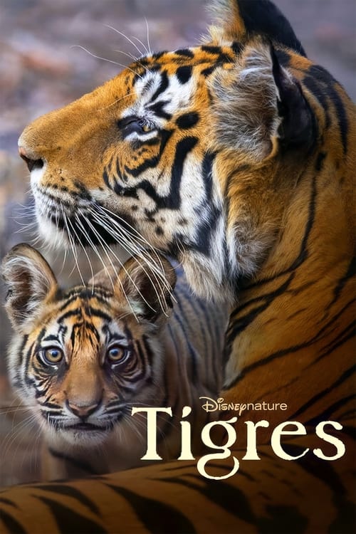 Tiger (2024) Disney+ บรรยายไทย