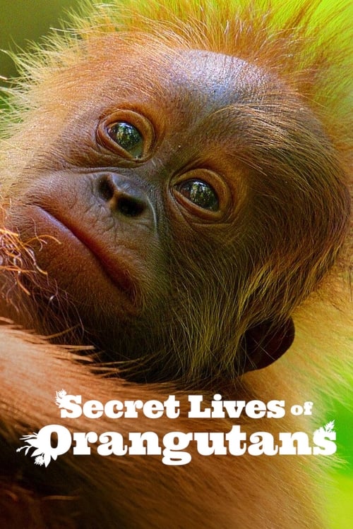 Secret Lives of Orangutans ชีวิตลับอุรังอุตัง (2024) NETFLIX บรรยายไทย